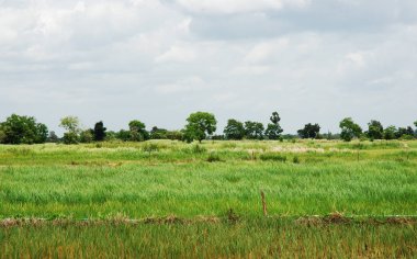 Güzel ağaç ve pirinç manzara Tayland under.