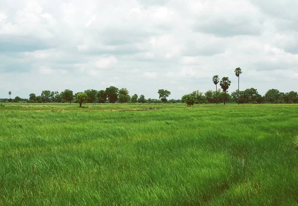 Krásný Strom Rýže Pole Krajina Thajsku — Stock fotografie