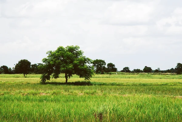 Bellissimo Albero Riso Archiviato Paesaggio Thailandia — Foto Stock