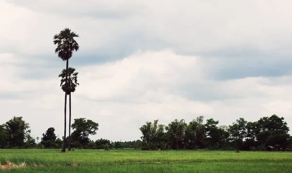 Bellissimo Albero Riso Archiviato Paesaggio Thailandia — Foto Stock