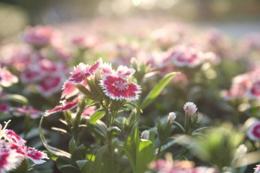 Güzel çiçek çiçek açan ve genel parkta yumuşak güneş ışığı kapatmak.