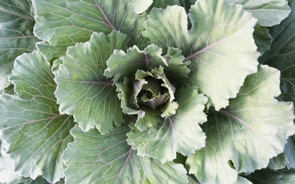 Green Cabbage Garden Ripe Vegetable — Stock Photo, Image