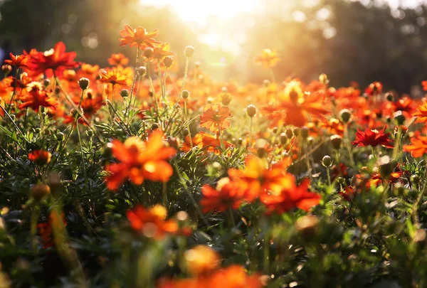 Close Beautiful Flower Blooming Soft Sunlight Public Park — Stock Photo, Image