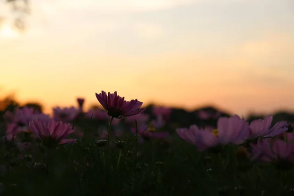 Cerca Hermosa Flor Floreciendo Luz Del Sol Suave Parque Público — Foto de Stock