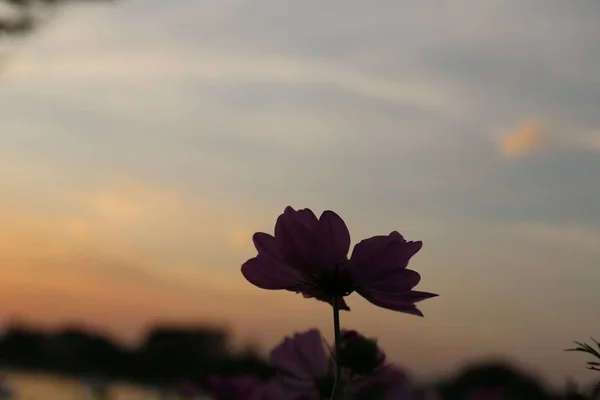 Gros Plan Belle Fleur Fleurs Douce Lumière Soleil Dans Parc — Photo