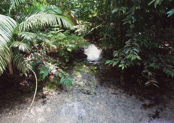 Schaduw Bomen Denken Het Wateroppervlak — Stockfoto