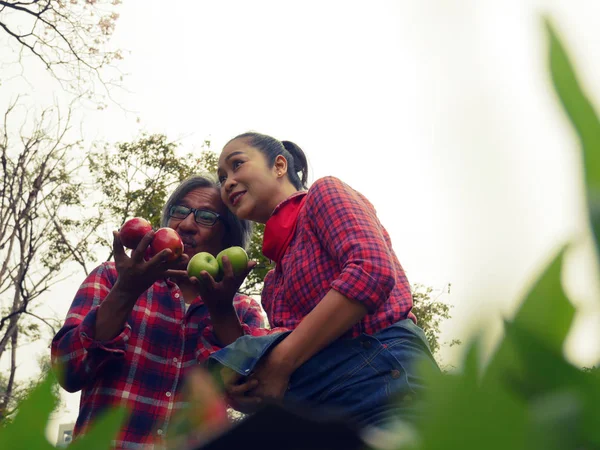 Hermosa Familia Agricultor Manzana Feliz Divertido Parque Del Jardín Del —  Fotos de Stock