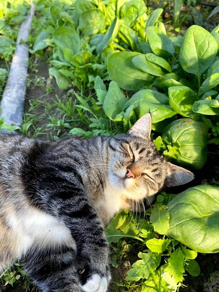 Die Katze Liegt Mit Spinat Auf Dem Boden Schloss Die — Stockfoto