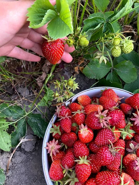 Handplockade Jordgubbar Trädgården Foto Taget Iphone — Stockfoto