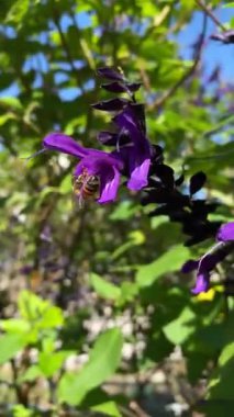 Mor bir çiçeğe doğru uçan bir arı, mavi salvia guaranitica (sinekkuşu adaçayı) üzerinde) 