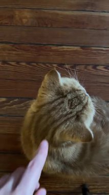 Ahşap bir zeminde oturan kızıl tekir kedisi kafasını kaldırıp yemek, miyavlama, yakın plan gülümseme, üst manzara.