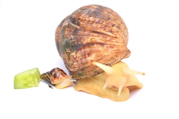 Back of the European woman of 40 years, on her back a big akhatinsky snail. Studio shot. — Stock Photo, Image