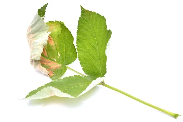 Jonge Berk Tak Met Groene Bladeren Zaden Geïsoleerd Witte Achtergrond — Stockfoto