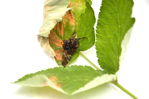 Bumblebee Close Isolado Sobre Fundo Branco — Fotografia de Stock