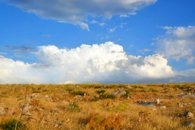 Buğday tarlası ve bulutlu mavi gökyüzü