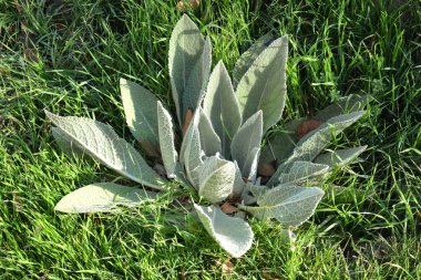 Arka plan tasarım ve sanat duvar kesme için yeşil çim duvar dokusu.