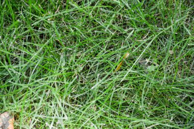 Arka plan tasarım ve sanat duvar kesme için yeşil çim duvar dokusu.