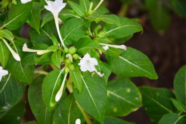 Arka plan tasarım ve sanat duvar kesme için yeşil çim duvar dokusu.