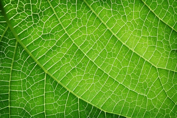 Gros plan d'une feuille verte — Photo