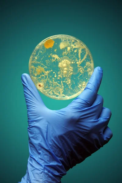 Gloved hand holding bacteria growing in a petri dish — Stock Photo, Image