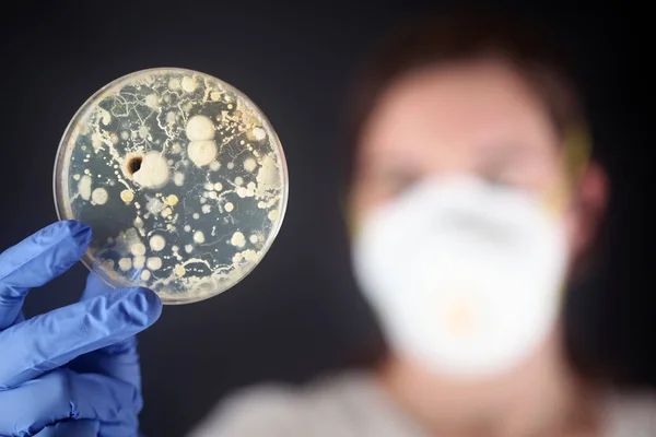 Examining bacteria in a petri dish — Stock Photo, Image