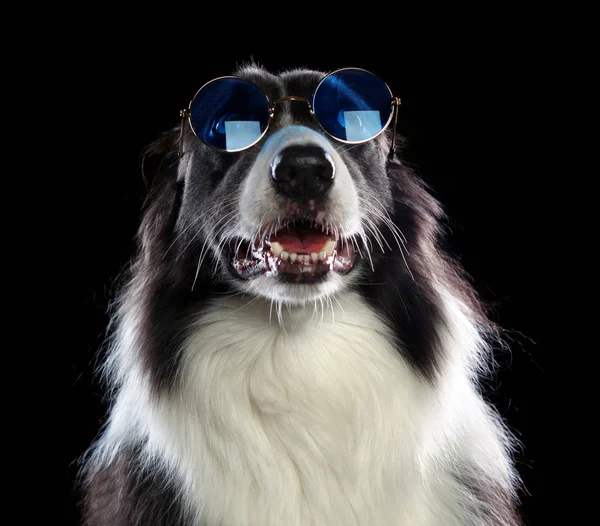 Belle frontière collie chien avec des lunettes de soleil bleues — Photo