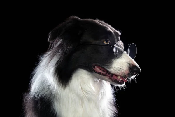 メガネをかけたスマートボーダーコリー犬 — ストック写真