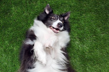 Mutlu sınır collie çim dışında oynarken