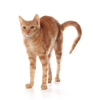 Sevimli küçük turuncu tabby kedi yavrusu, beyaz arka plan üzerinde izole