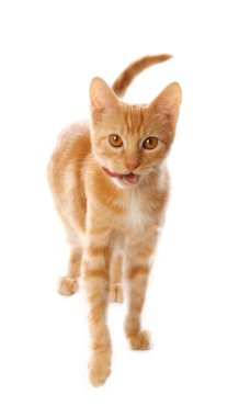 Sevimli küçük turuncu tabby kedi yavrusu, beyaz arka plan üzerinde izole