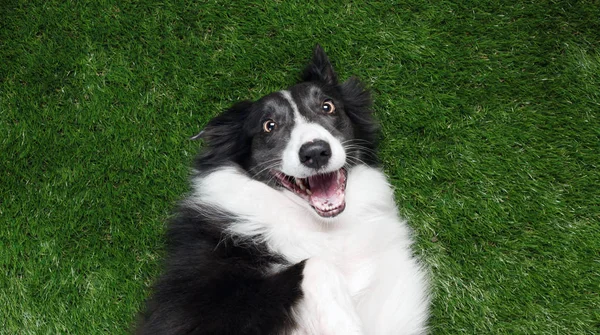 Happy border collie playing outside on the grass — Stock Photo, Image