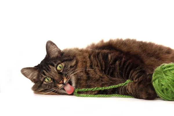 Большая коричневая кошка играет с зеленой пряжей — стоковое фото