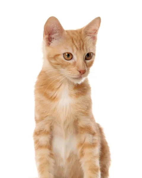 Pequeno gatinho de mesa laranja — Fotografia de Stock