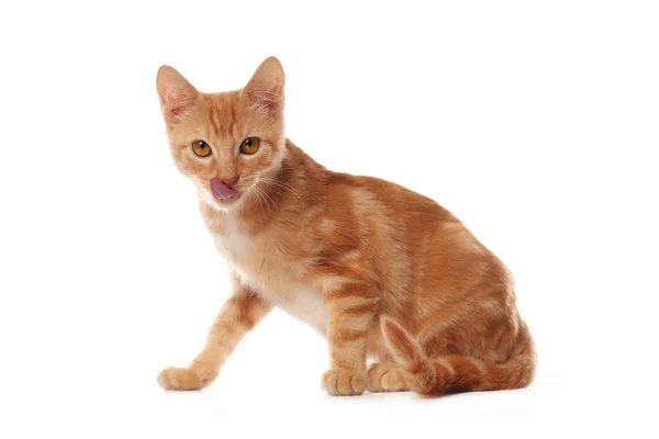 Симпатичный маленький оранжевый котенок тэбби, изолированный на белом фоне — стоковое фото
