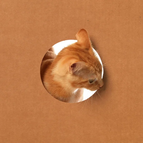 Niedliches kleines orangefarbenes gestromtes Kätzchen spielt in einem Karton — Stockfoto