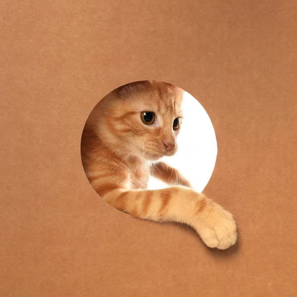 Gatinho bonito pequeno laranja tabby jogando em uma caixa de papelão — Fotografia de Stock