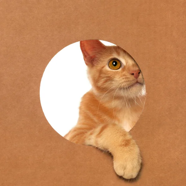 Roztomilá oranžová kočka obecná, která hraje v lepenkovém boxu — Stock fotografie