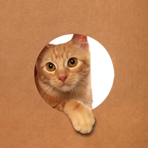 Gatinho bonito pequeno laranja tabby jogando em uma caixa de papelão — Fotografia de Stock