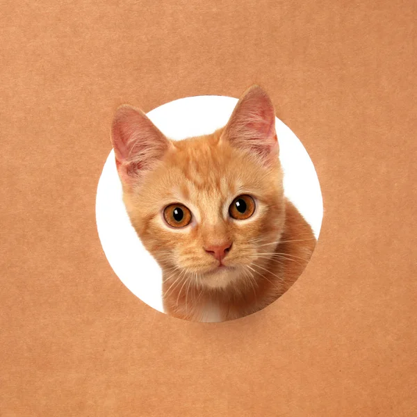 Gatinho bonito pequeno laranja tabby jogando em uma caixa de papelão — Fotografia de Stock