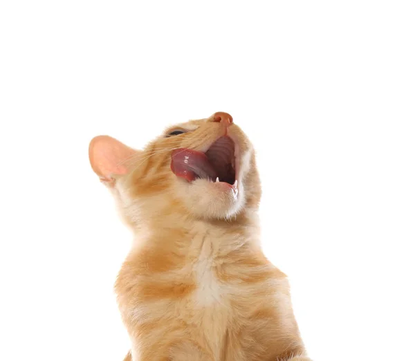 Gatinho bonito pequeno tabby laranja, isolado no fundo branco — Fotografia de Stock