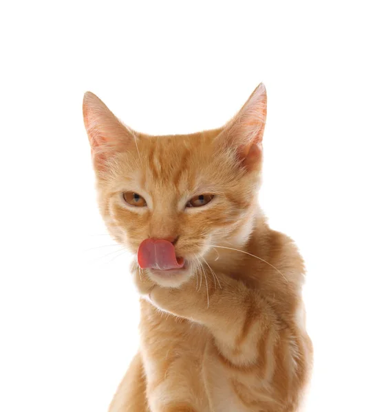 Симпатичный маленький оранжевый котенок тэбби, изолированный на белом фоне — стоковое фото