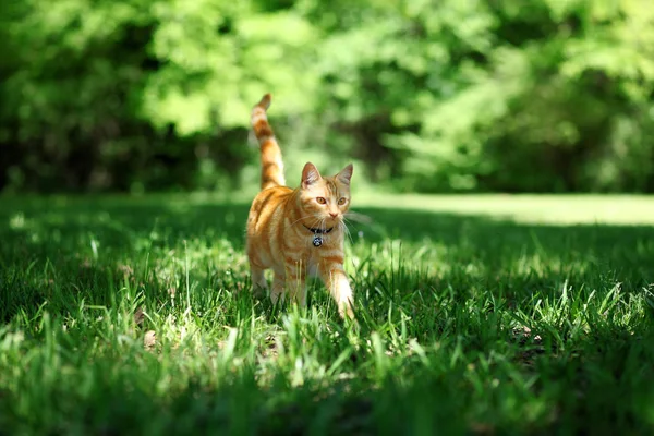 Jolie orange chat tabby marchant à travers l'herbe à l'extérieur — Photo