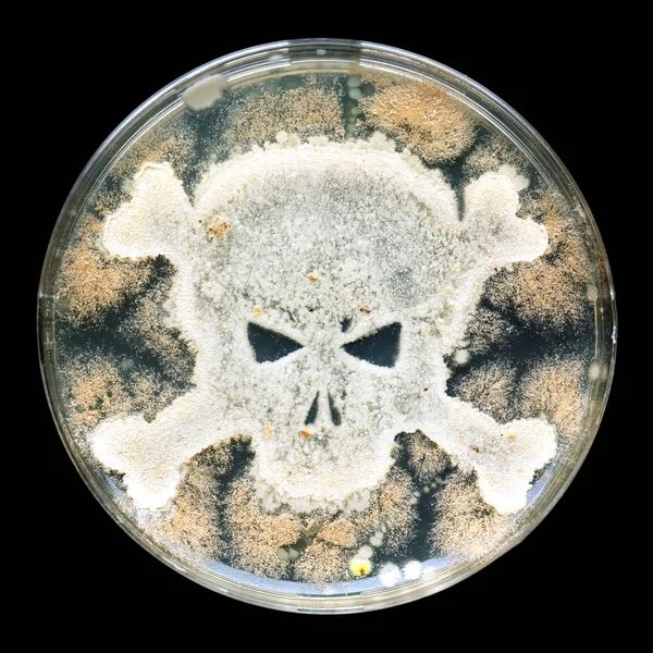 Placa de Petri crecimiento de bacterias en forma de cráneo y crossbon —  Fotos de Stock