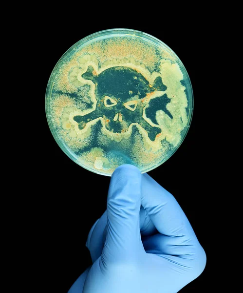 Gloved hand holding petri dish growing bacteria in the shape of — Stock Photo, Image