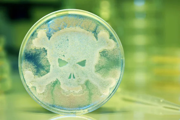 Petrischale, in der Bakterien in Form eines Schädels und Kreuzbeins wachsen — Stockfoto