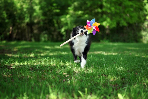 Happy border collie playing with a colorful pinwheel — Stock Photo, Image