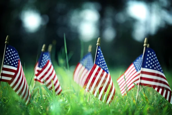 Grupo de banderas americanas en hierba verde —  Fotos de Stock