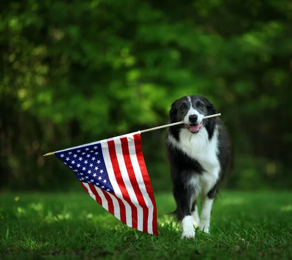 Happy border collie carregando bandeira dos EUA — Fotografia de Stock