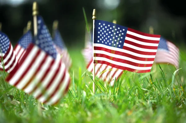 Группа американских флагов в зеленой траве — стоковое фото