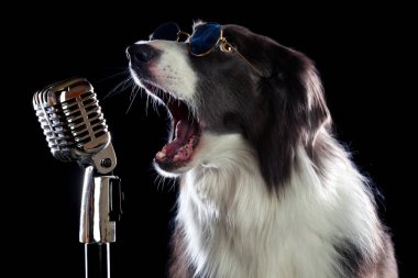Beatiful sınır collie köpek mikrofona şarkı
